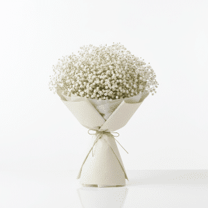 Gypsophila