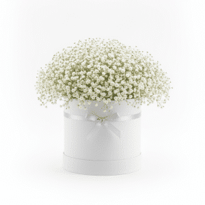 Gypsophila in Flowerbox